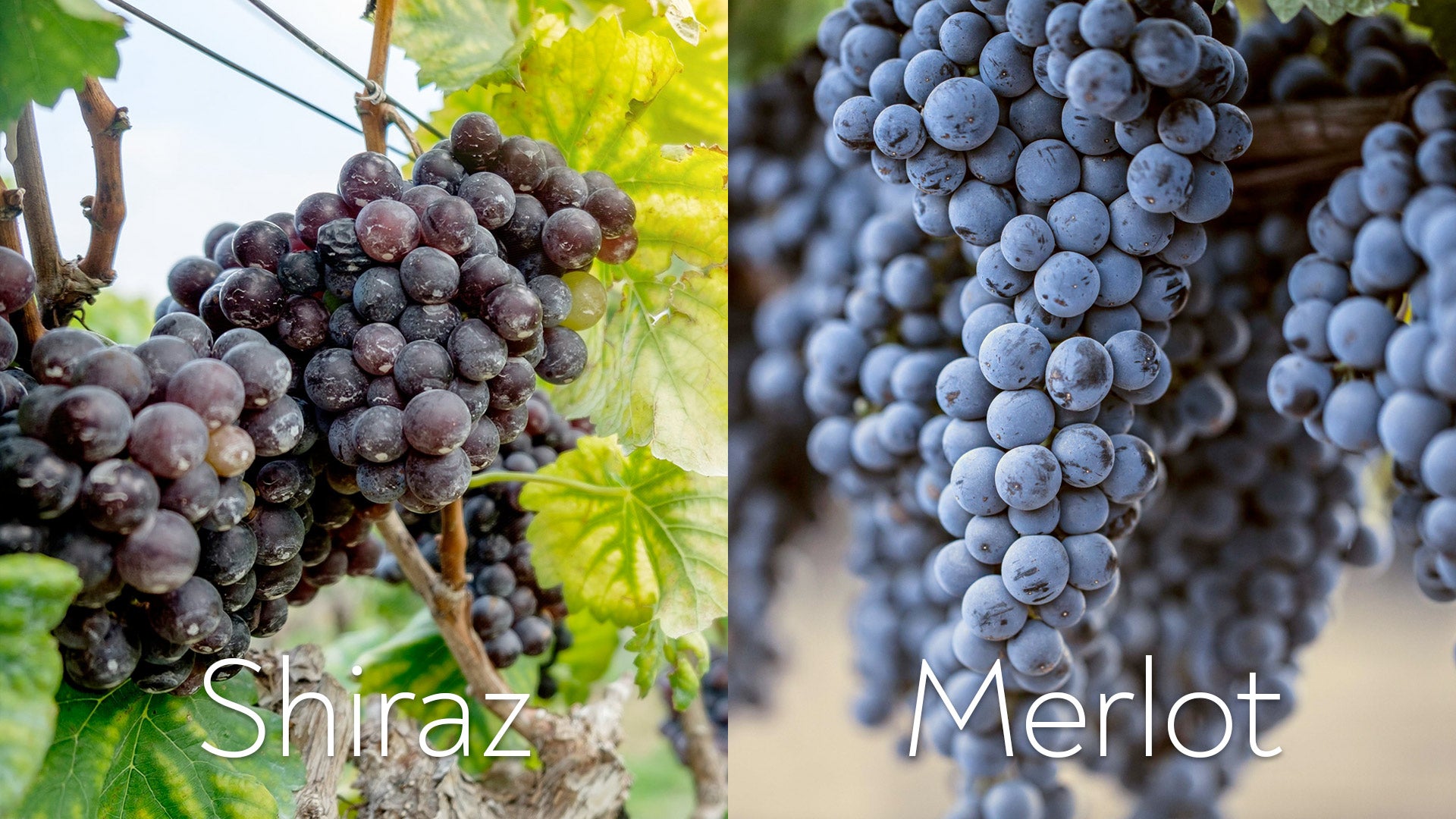 The Difference Between Merlot & Cabernet Sauvignon