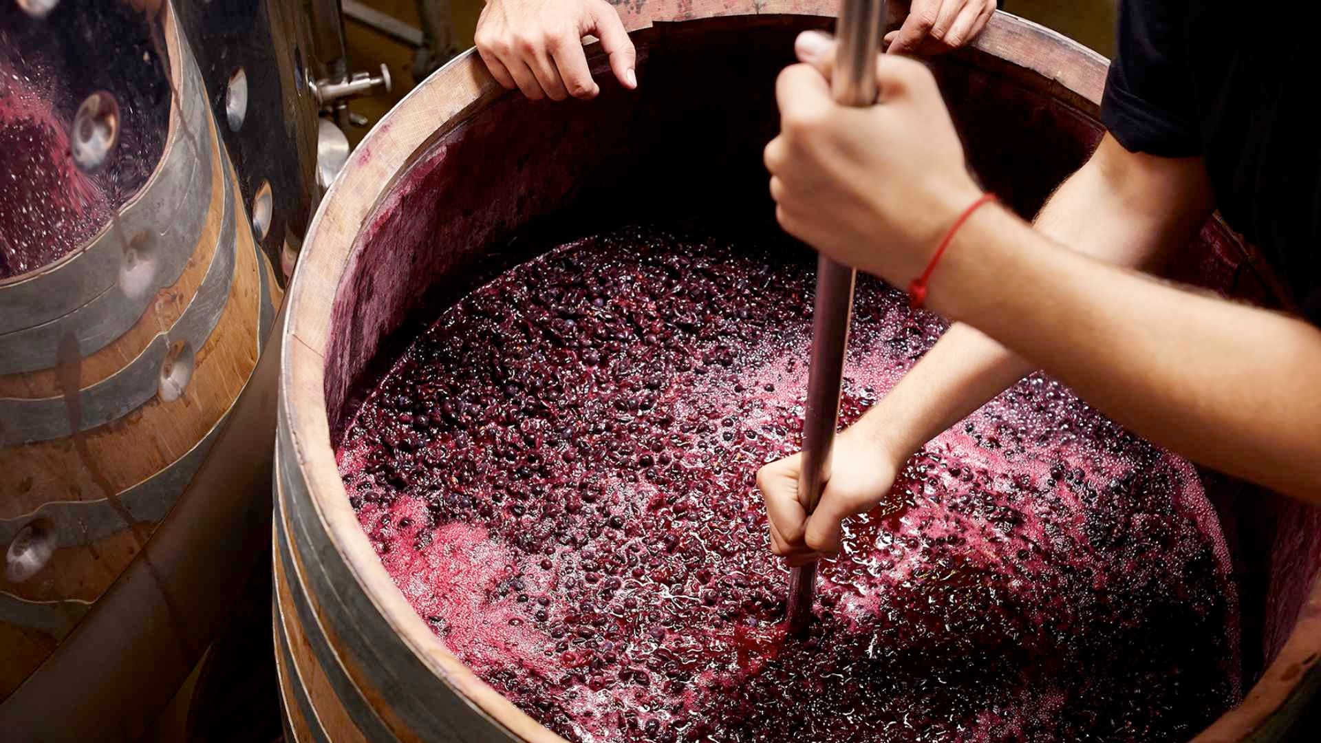 From Grapes to Glass: The Journey of Wine Production