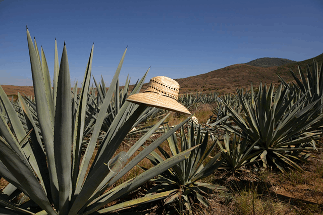 What is Mezcal? Your Complete Guide to the Smoky Spirit